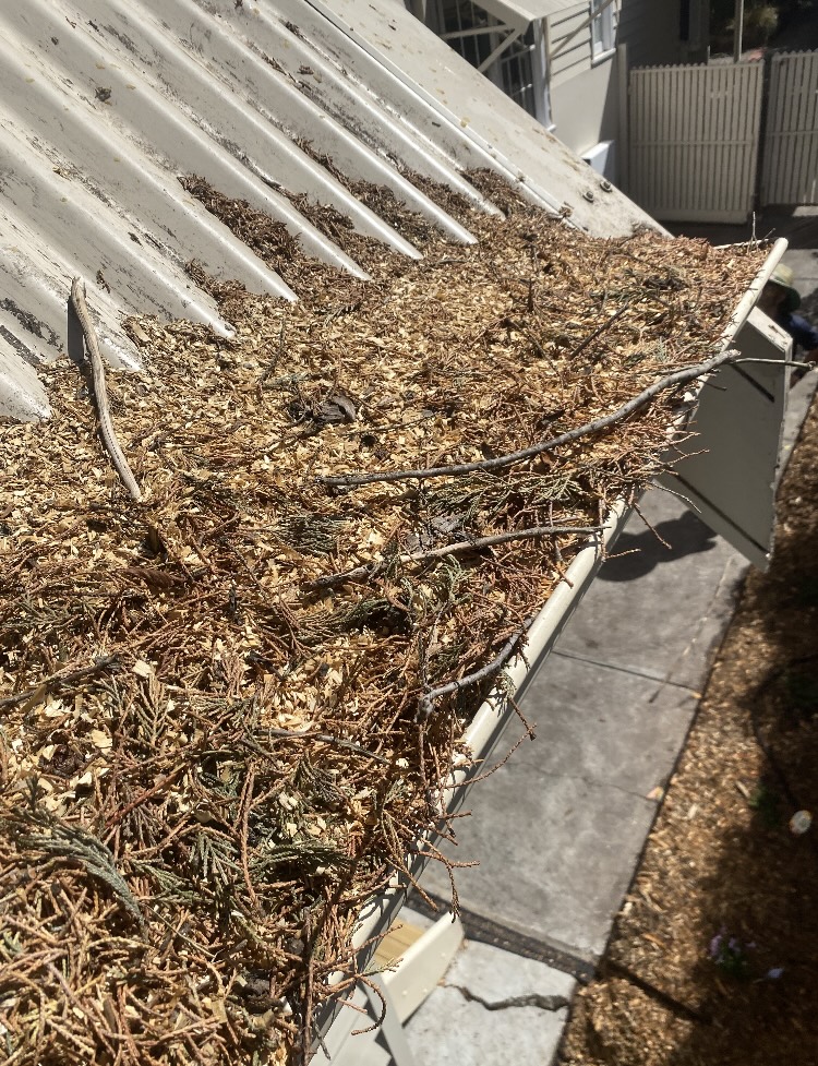 Camberwell before gutter cleaning